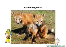 Тематичне заняття Лисиця та журавель, Пізнаємо світ світ
