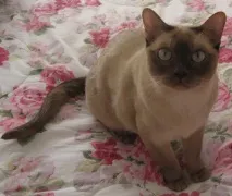 Тонкінська кішка (Tonkinese cat) кішка