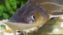 Три організації компенсували негативний вплив на водні біоресурси випуском в Оку та Клязьму. вплив