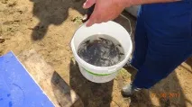 Три організації компенсували негативний вплив на водні біоресурси випуском в Оку та Клязьму. організації