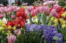 Тюльпани та компанія як підібрати сусідів тюльпанам, Вятський сад підібрати