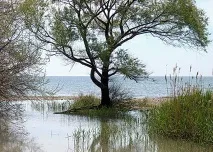 Трав’яні препарати домашнього приготування для розрідження крові приготування