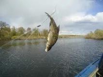 Три організації компенсували негативний вплив на водні біоресурси випуском в Оку та Клязьму. організації