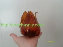 тюльпани