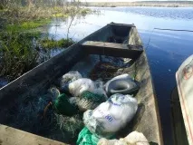 Три організації компенсували негативний вплив на водні біоресурси випуском в Оку та Клязьму. вплив