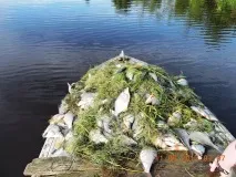 Три організації компенсували негативний вплив на водні біоресурси випуском в Оку та Клязьму. водні