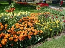 Тюльпани та компанія як підібрати сусідів тюльпанам, Вятський сад тюльпани