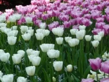 Тюльпани та компанія як підібрати сусідів тюльпанам, Вятський сад підібрати