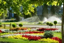 Догляд в саду за кипарисником відео-інструкція з вирощування своїми руками, особливості рослин відео-інструкція