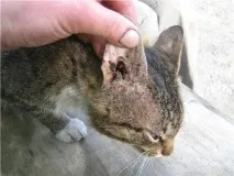котки