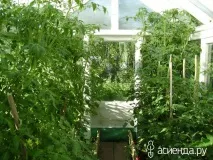 УРА, заспівали помідори Група Наші грядки група