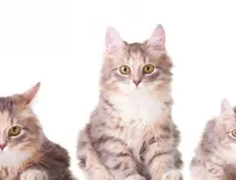 грешки котки