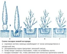 Догляд в саду за кипарисником відео-інструкція з вирощування своїми руками, особливості рослин своїми