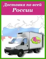 котки фитомини