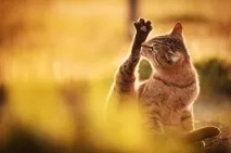 коти