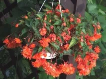 ампелна ампелна