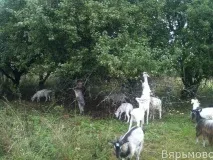 Вероніка врятувала кіз далі