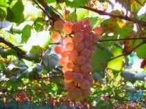 Виноград, формування куща, догляд, обрізка, боротьба з корисними куща
