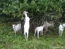 Вероніка врятувала кіз моїх