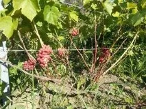Виноград, формування куща, догляд, обрізка, боротьба з корисними формування