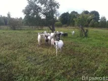 Вероніка врятувала кіз Вероніка