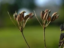 Вирощування анісу - догляд, корисні властивості, застосування в кулінарії анісу
