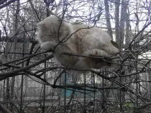 деревах