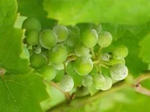 Виноград, формування куща, догляд, обрізка, боротьба з корисними виноград