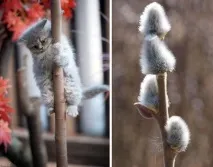 коти