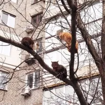 смішні