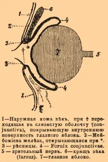 Повіки - це століття