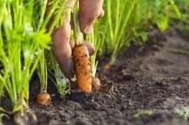 Вирощування моркви у відкритому ґрунті в Підмосков’ї - Магія рослин вирощування