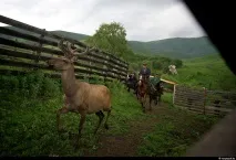 рога рога