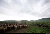 вълшебни рога