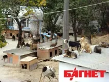 У притулку для бездомних тварин під Києвом живуть 2 тисячі собак та котів (ФОТО) бездомних