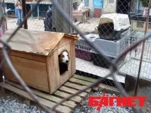У притулку для бездомних тварин під Києвом живуть 2 тисячі собак та котів (ФОТО) тварин