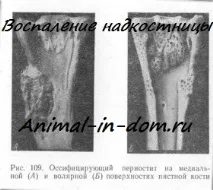 околокостната област