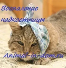 област лечение