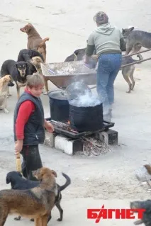 У притулку для бездомних тварин під Києвом живуть 2 тисячі собак та котів (ФОТО) тисячі