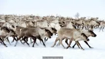 У земних льодовиках прокидаються небезпечні хвороби небезпечні