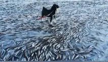 вечно замразени