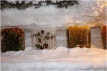 вечно животни