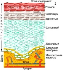 Хімічні пілінги у Курську - Косметологія, Дерматологія - Меділайн, Льгов косметологія