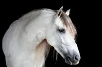 животното може болести