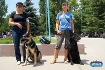 За звання кудлатою та кусачів «Балаклавської перлини» боролися 370 породистих собак. перлини