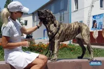 За звання кудлатою та кусачів «Балаклавської перлини» боролися 370 породистих собак. кудлатою