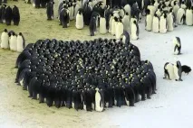 Защо пингвините защо