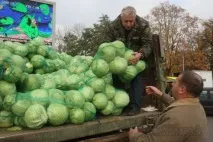 зеленчуци събиране