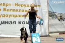 За звання кудлатою та кусачів «Балаклавської перлини» боролися 370 породистих собак. перлини