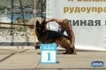 За звання кудлатою та кусачів «Балаклавської перлини» боролися 370 породистих собак. кудлатою
